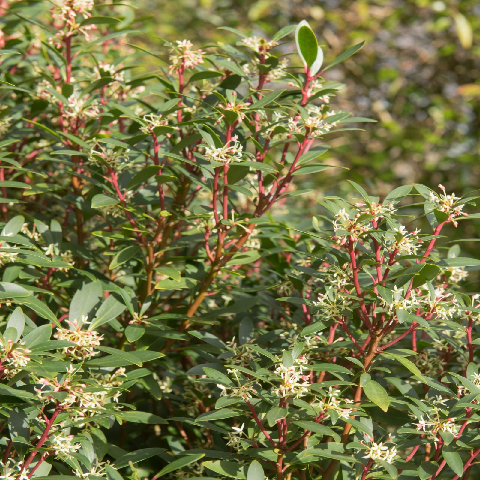 Drimys aromatica 3L is a dense evergreen shrub with narrow, glossy green leaves and reddish stems. Clusters of small pink flower buds and sunlight on the foliage give it a vibrant, healthy look.
