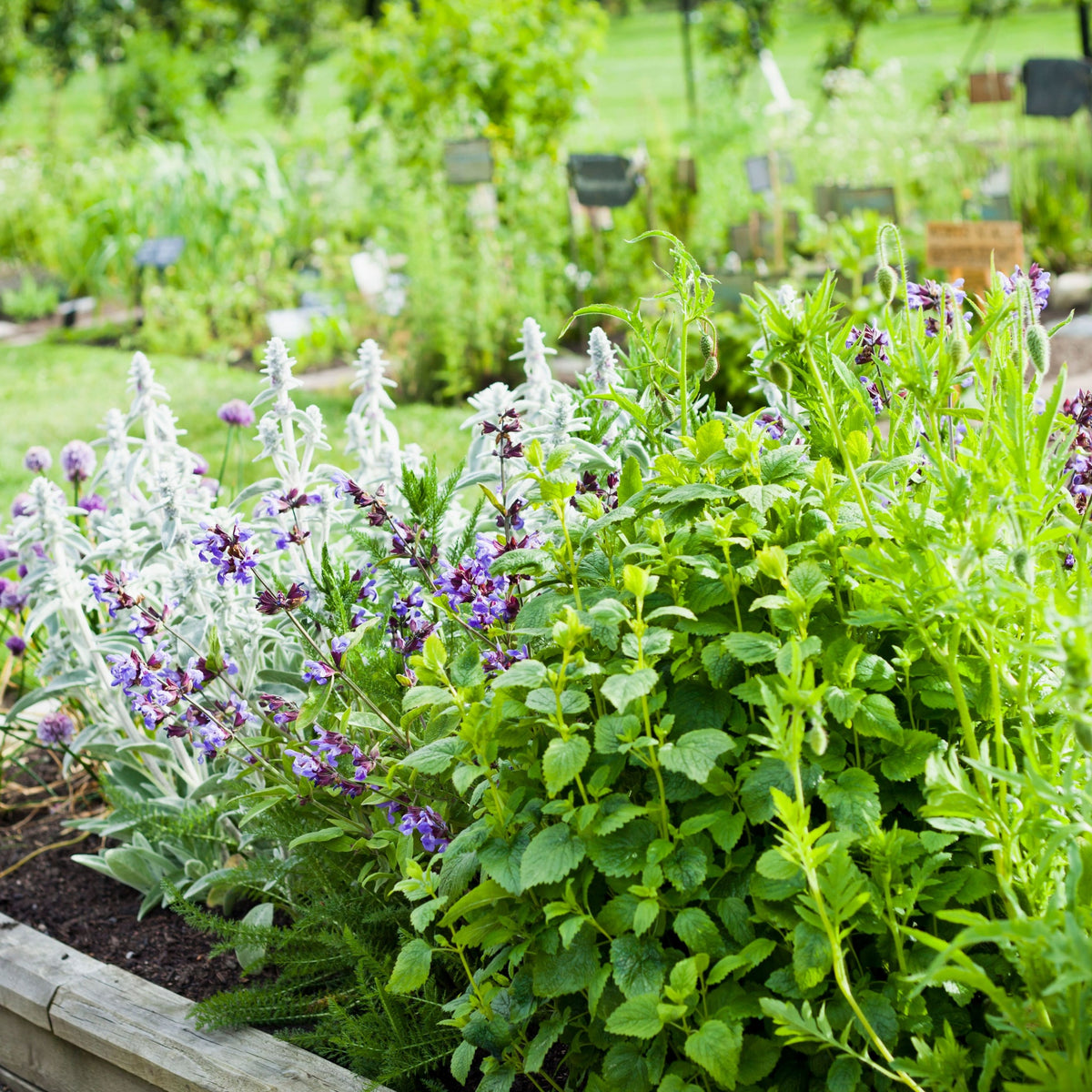 Our selection of Herbs 9cm