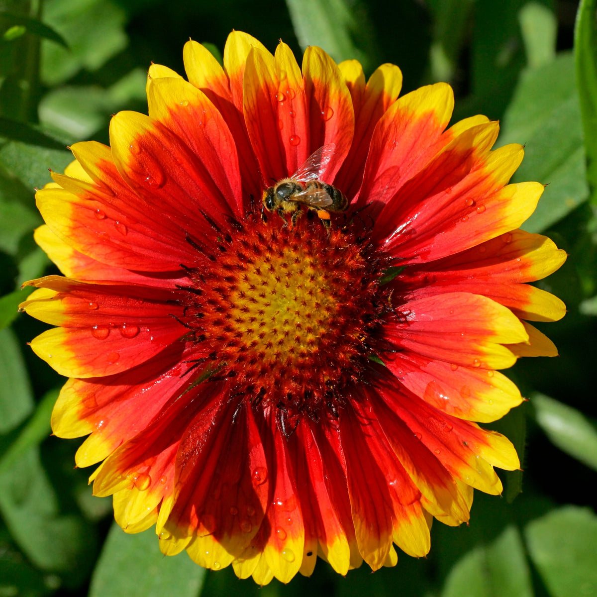 Gaillardia &#39;Kobold Goblin&#39; 9cm