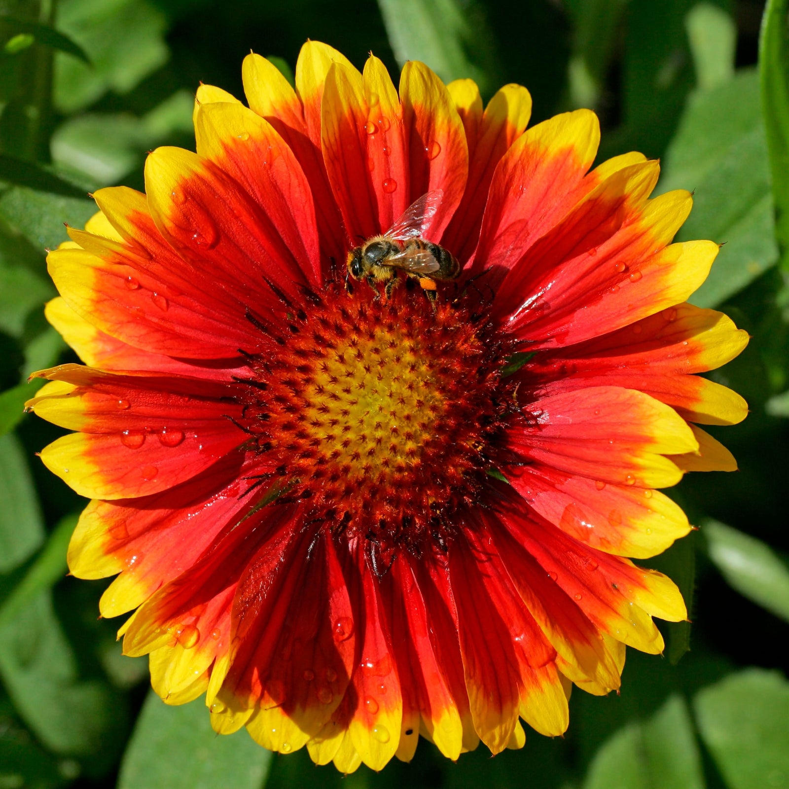 Gaillardia 'Kobold Goblin' 9cm