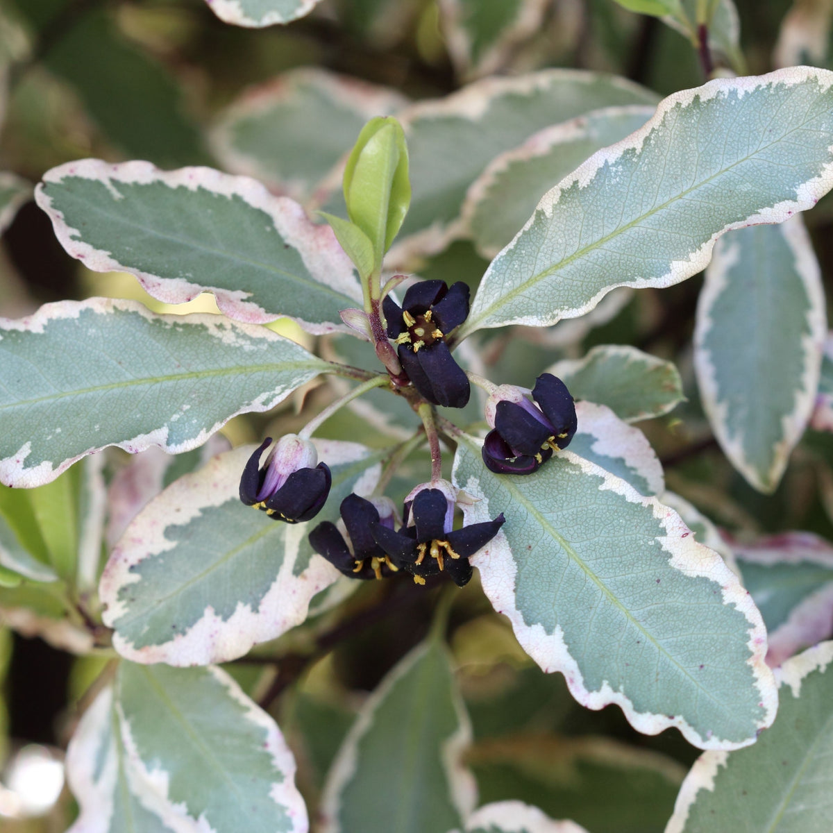 Green and white variegated foliage surrounds small, dark purple flowers with yellow centers on Pittosporum tenuifolium &#39;Elizabeth&#39; 2L (70-80cm), an evergreen shrub. A single green bud peeks out among the leaves.