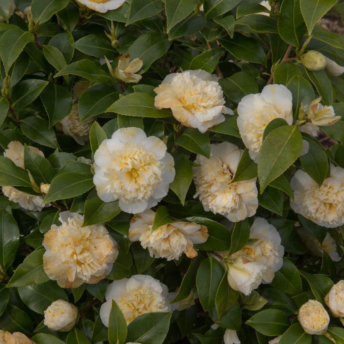 The Camellia &#39;Brushfield&#39;s Yellow&#39; (9cm, 20-30cm height) is an evergreen shrub featuring elegant double yellow blooms among dark green leaves.