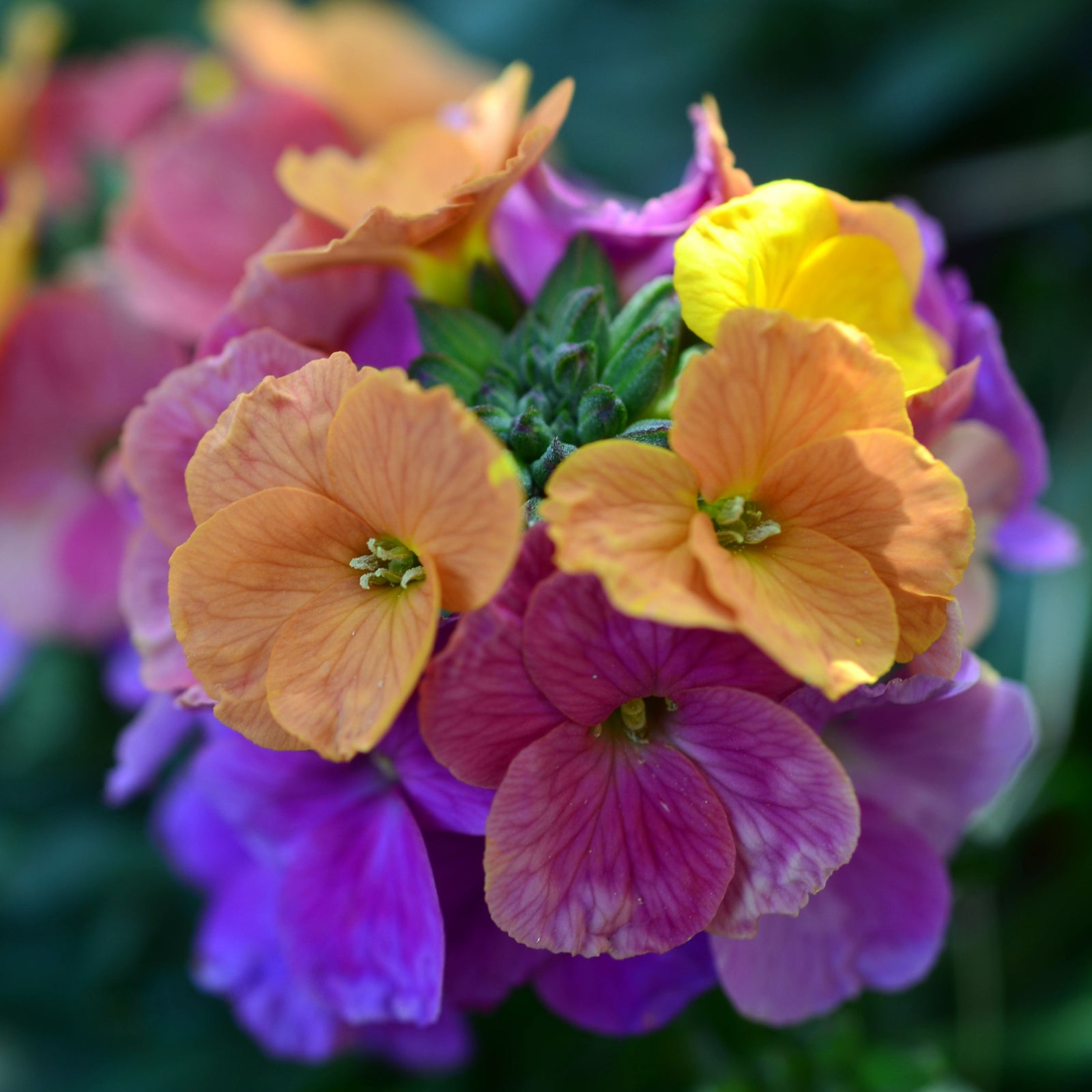 A close-up of Erysimum 'Erysistible Magenta' 9cm, a vibrant semi-evergreen perennial, showcases clusters of colorful blooms in shades of magenta set against a blurred green background.