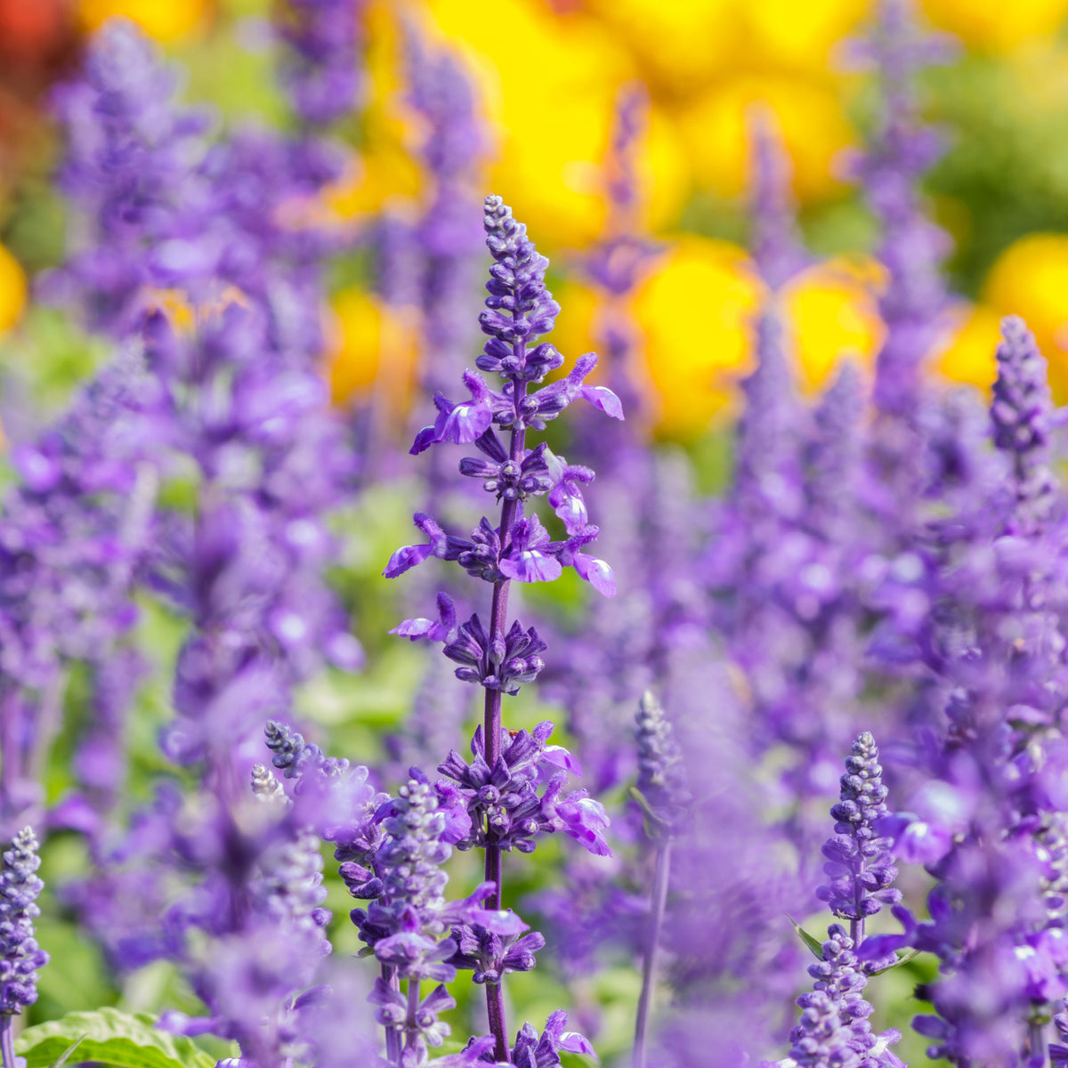A vibrant close-up of the Mix of 3 Salvia (3 x 9cm Pots), featuring blooming purple blossoms as striking garden border plants, with detailed petals and stems set against a blurred backdrop of bright yellow and orange flowers.
