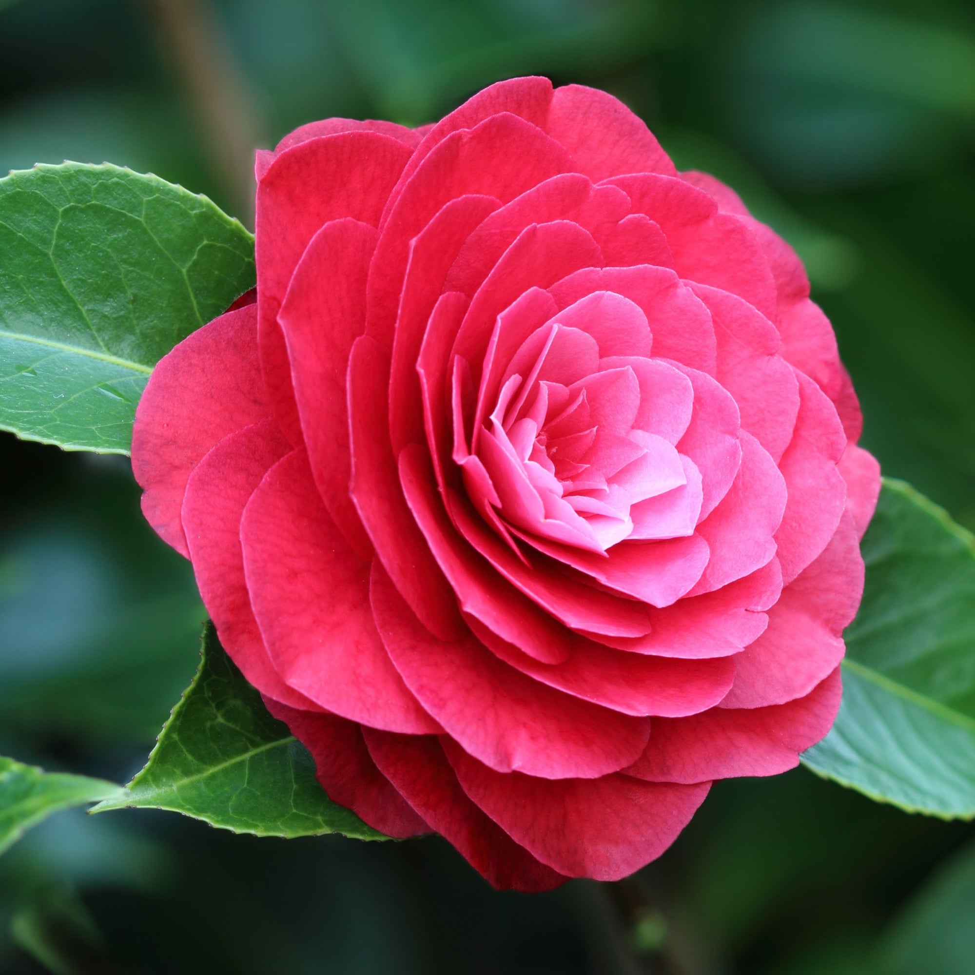 Camellia japonica 'Roja' 40-50cm