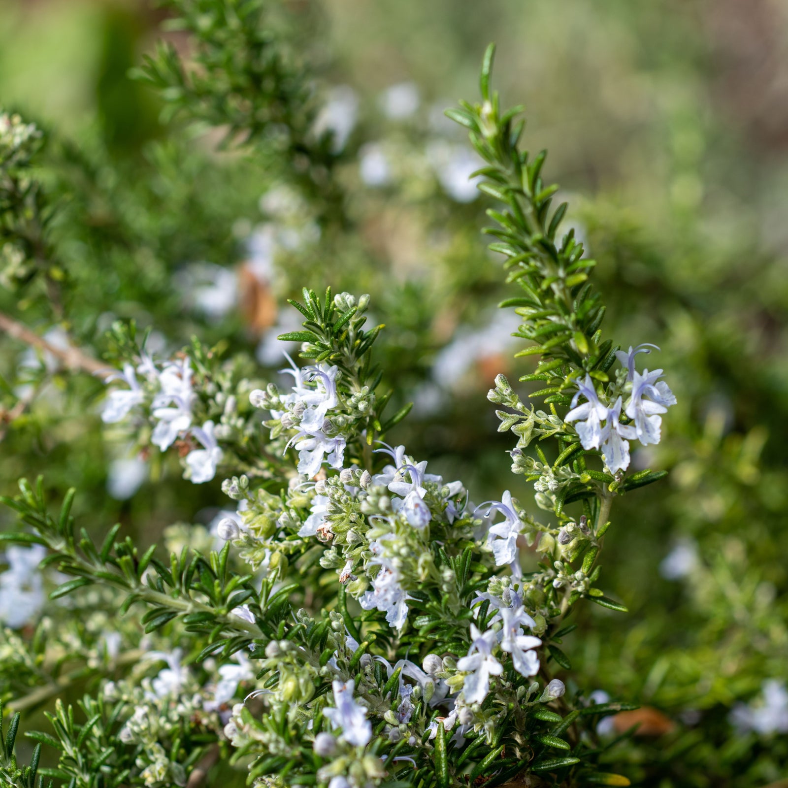 Close-up of Rosmarinus officinalis 'Prostratus Group' (9cm-2L) shows clusters of small pale blue flowers and aromatic, needle-like green leaves. The blurred background emphasizes the shrub’s delicate blossoms and attractive foliage.