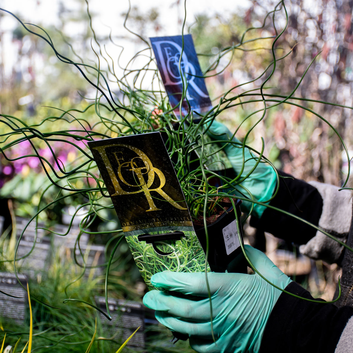 A person in teal gloves holds a potted Juncus &#39;Spiralis&#39; 2L, showing its curly green leaves and plant label at an outdoor garden center, with other plants and greenery blurred in the background.