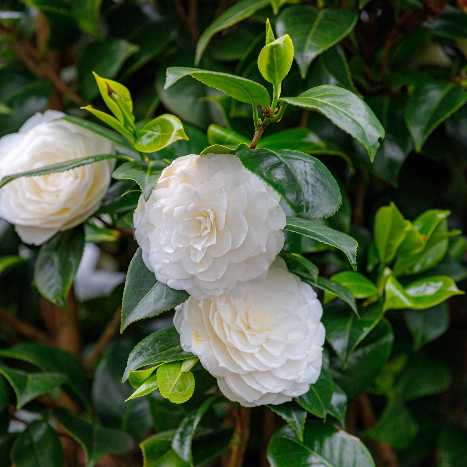 Camellia japonica 'Baby Sis' 40-50cm / 100-120cm