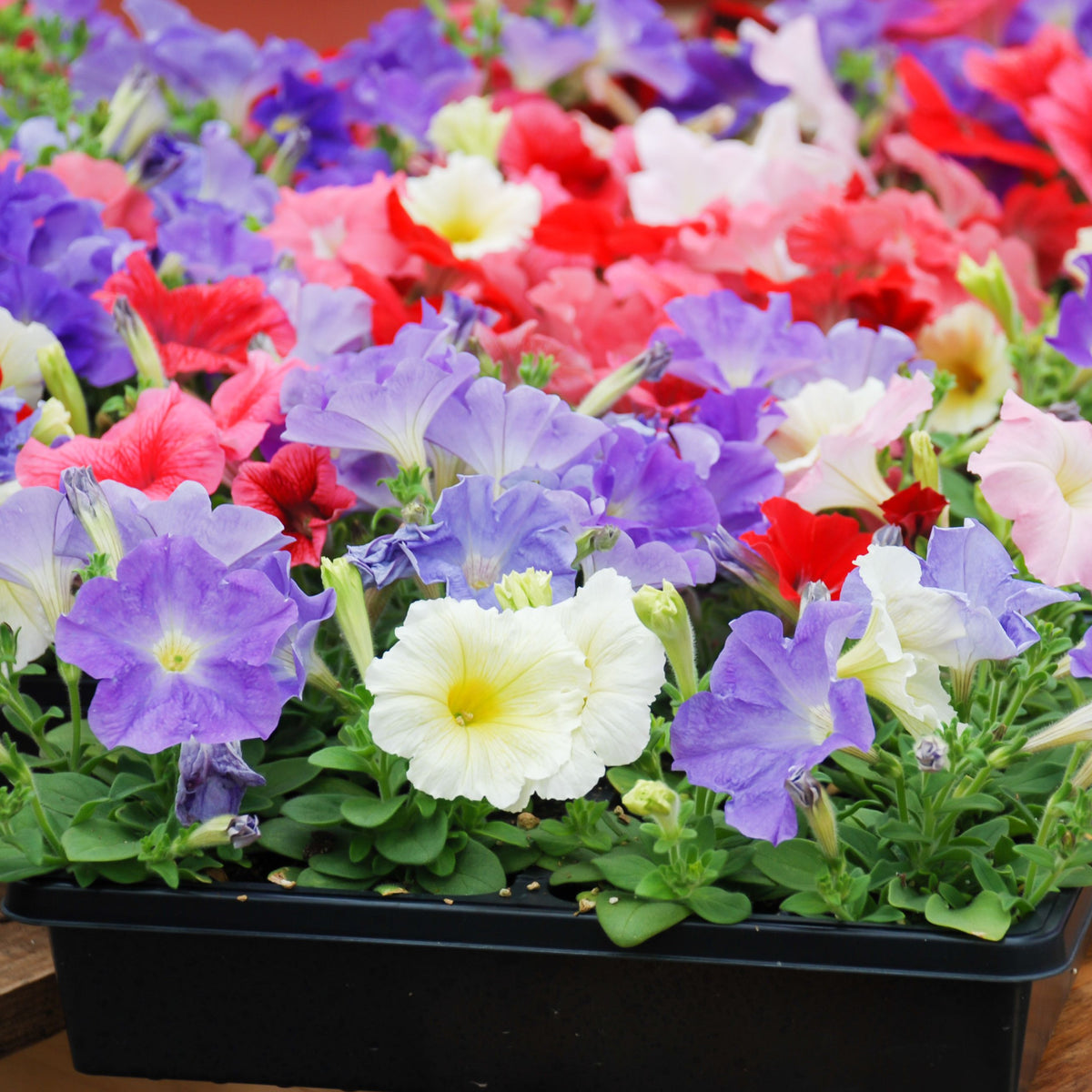 A Petunia Tray (Tray of 12 Plants) displays trumpet-shaped blooms in purple, white, red, and pink—perfect for vibrant bedding displays—against a softly blurred background.