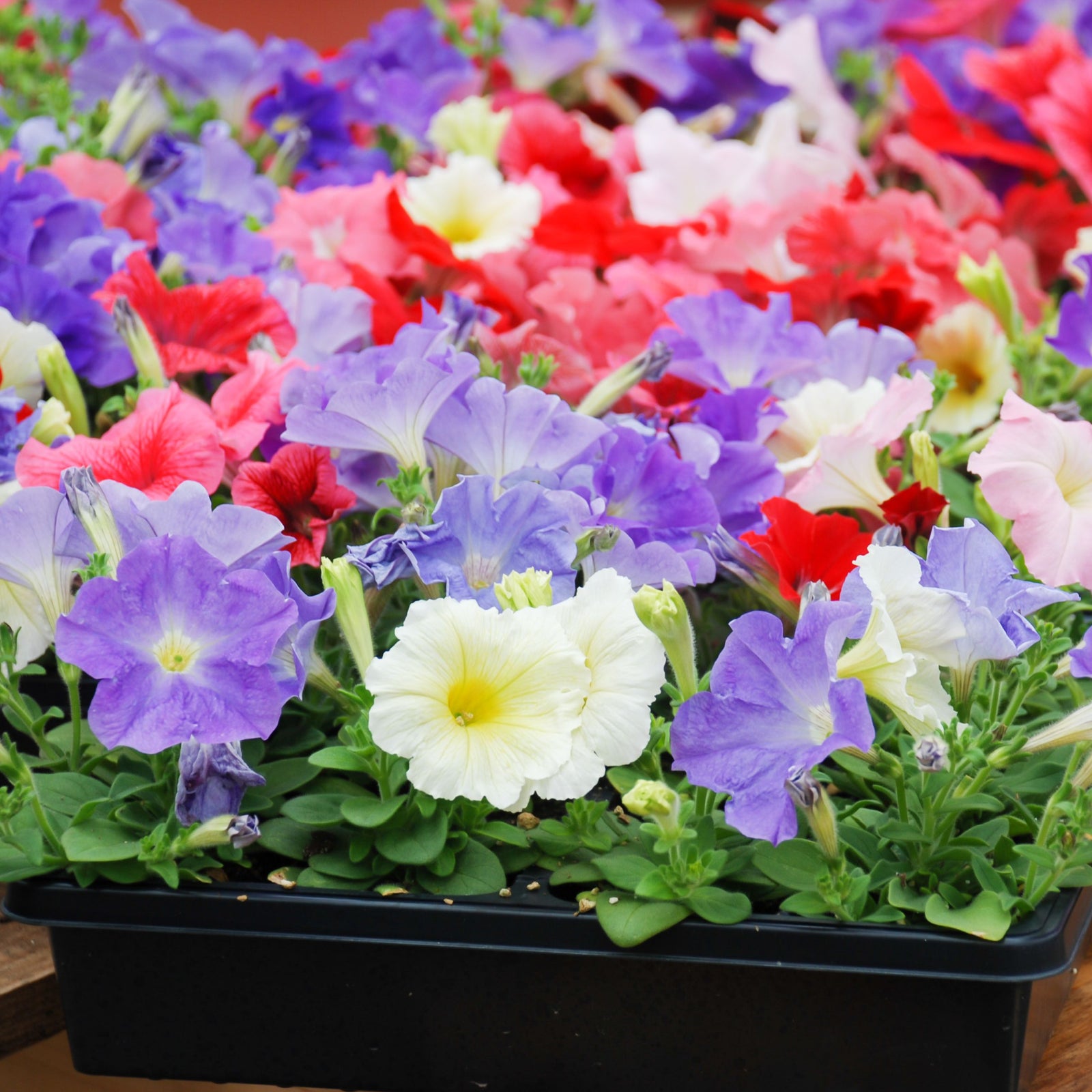A Petunia Tray (Tray of 12 Plants) displays trumpet-shaped blooms in purple, white, red, and pink—perfect for vibrant bedding displays—against a softly blurred background.
