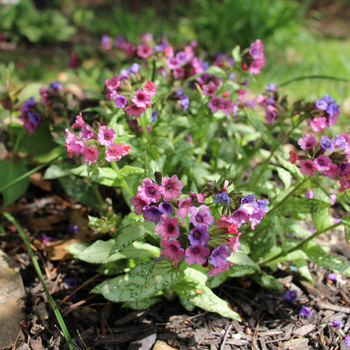 Pulmonaria &#39;Silver Bouquet&#39; 9cm