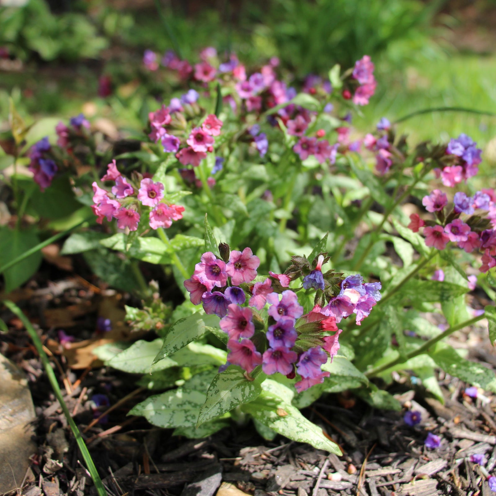 Pulmonaria 'Silver Bouquet' 9cm