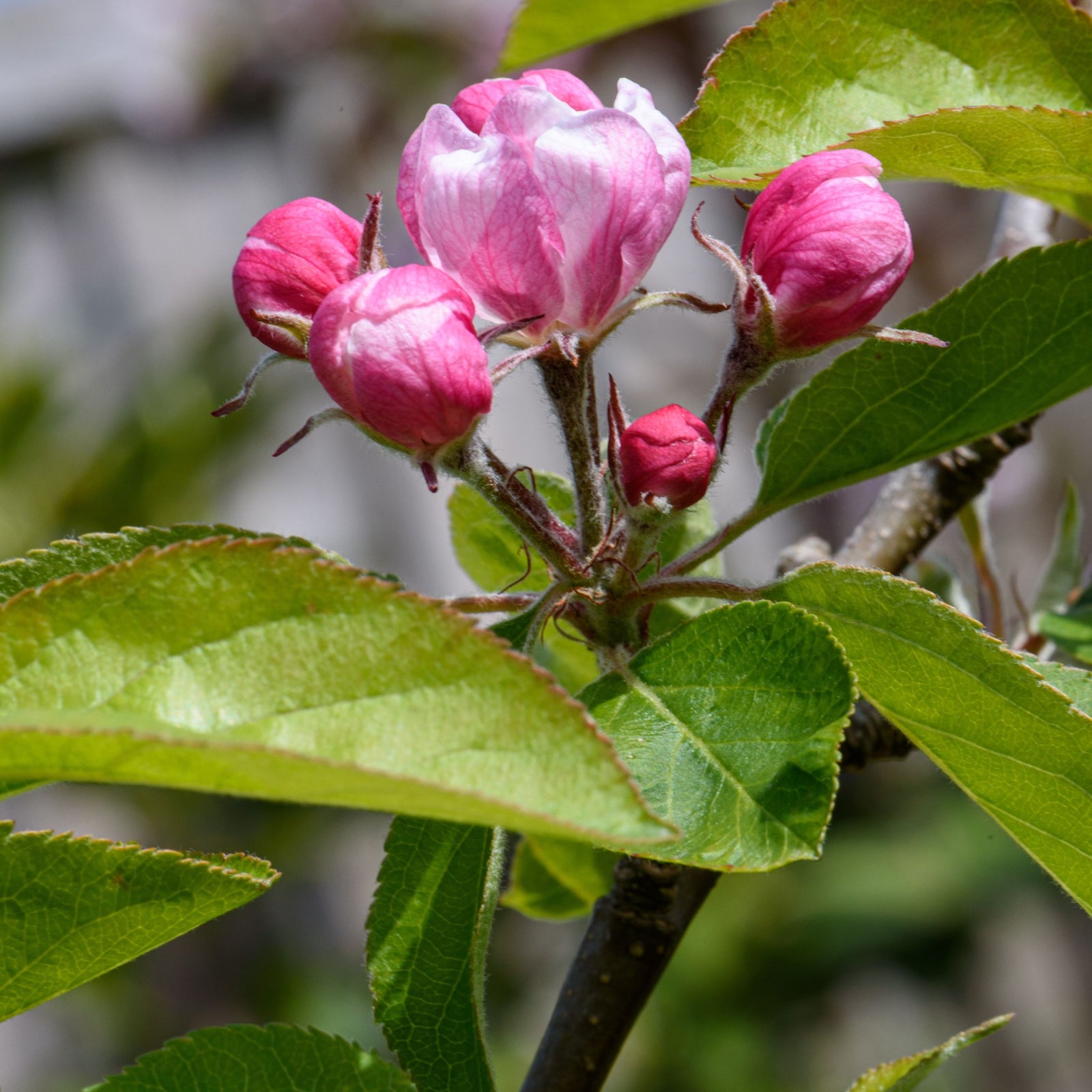 Close-up of pink blossoms and buds on Escallonia 'Apple Blossom' 9cm, an evergreen shrub perfect for coastal gardens, with green leaves and a soft, blurred background.