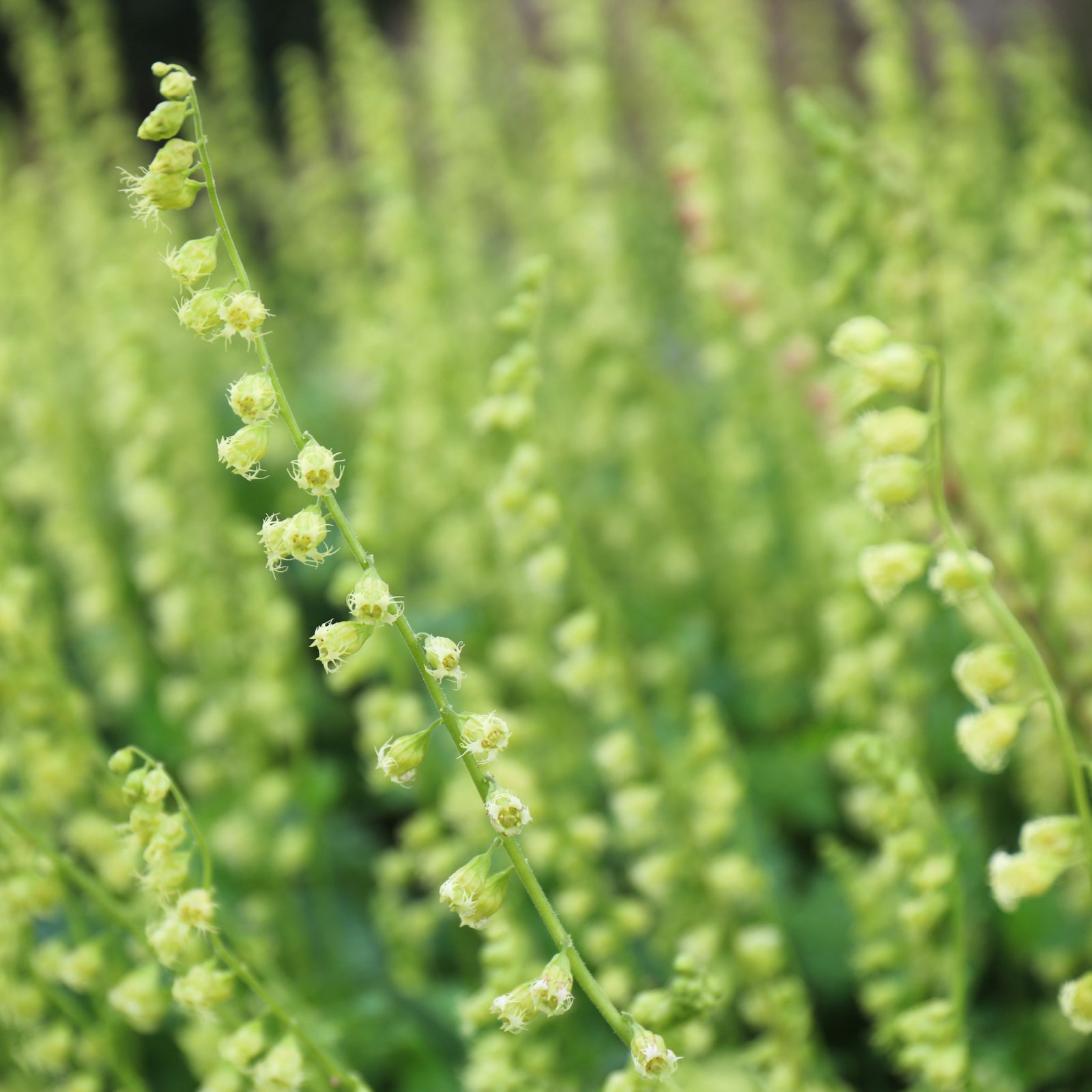 Close-up of Tellima grandiflora 9cm shows tall, slender green flower spikes with pale yellow-green blossoms against a blurred background—an ideal perennial ground cover for woodland gardens.
