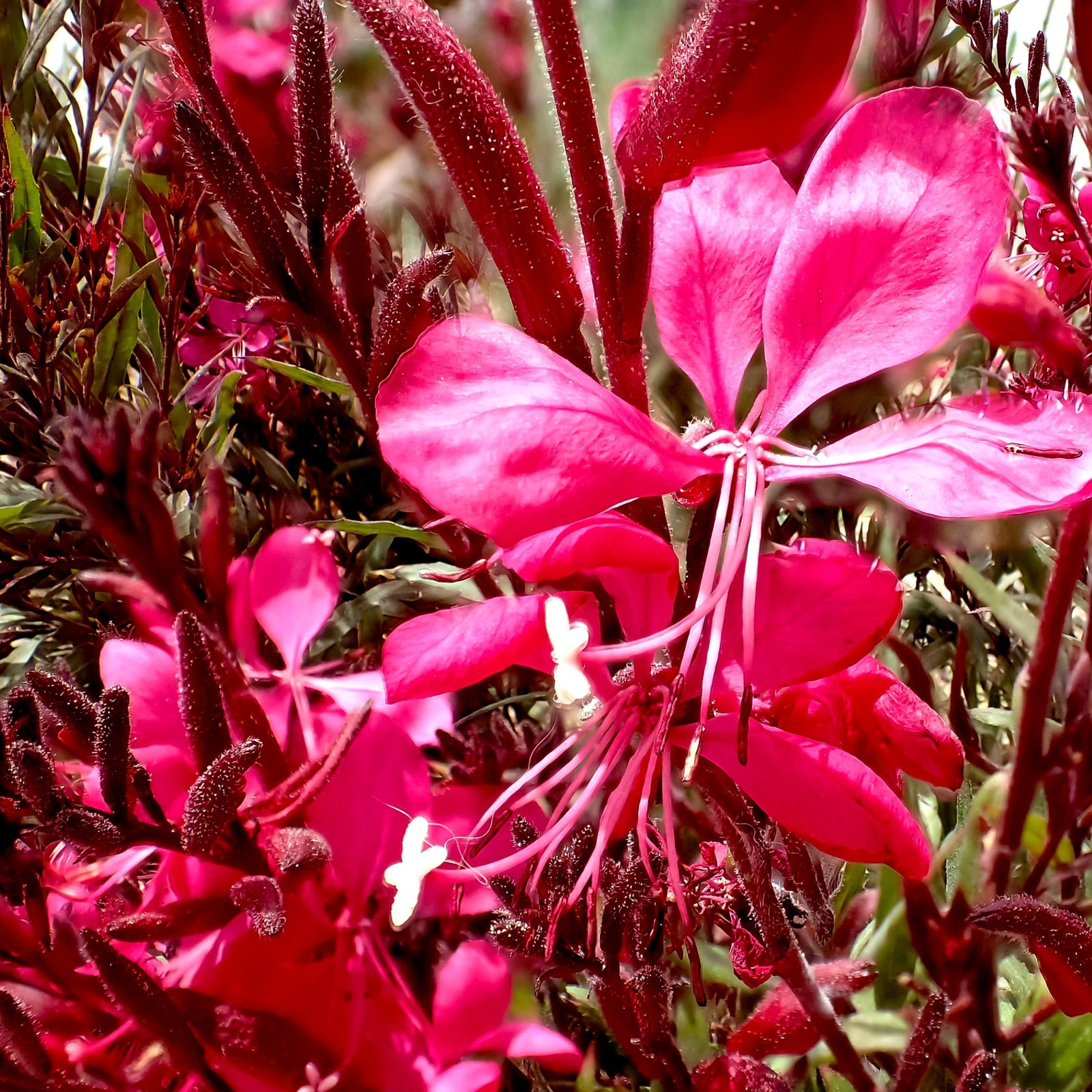 Close-up of vibrant pink Gaura lindheimeri Gaudi Red (9cm/1.5L) flowers with slender petals, star-shaped white stamens, and dark reddish stems and leaves, creating a colorful, textured natural display.