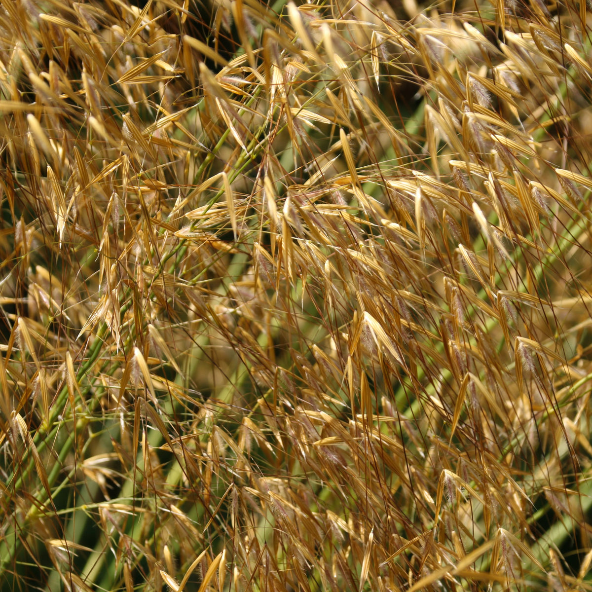 A dense cluster of tall, golden Stipa gigantea (Golden Oats) 9cm / 3L showcases thin, pointed seed heads gently swaying, with background grasses adding depth and texture to this sunlit ornamental grass display.