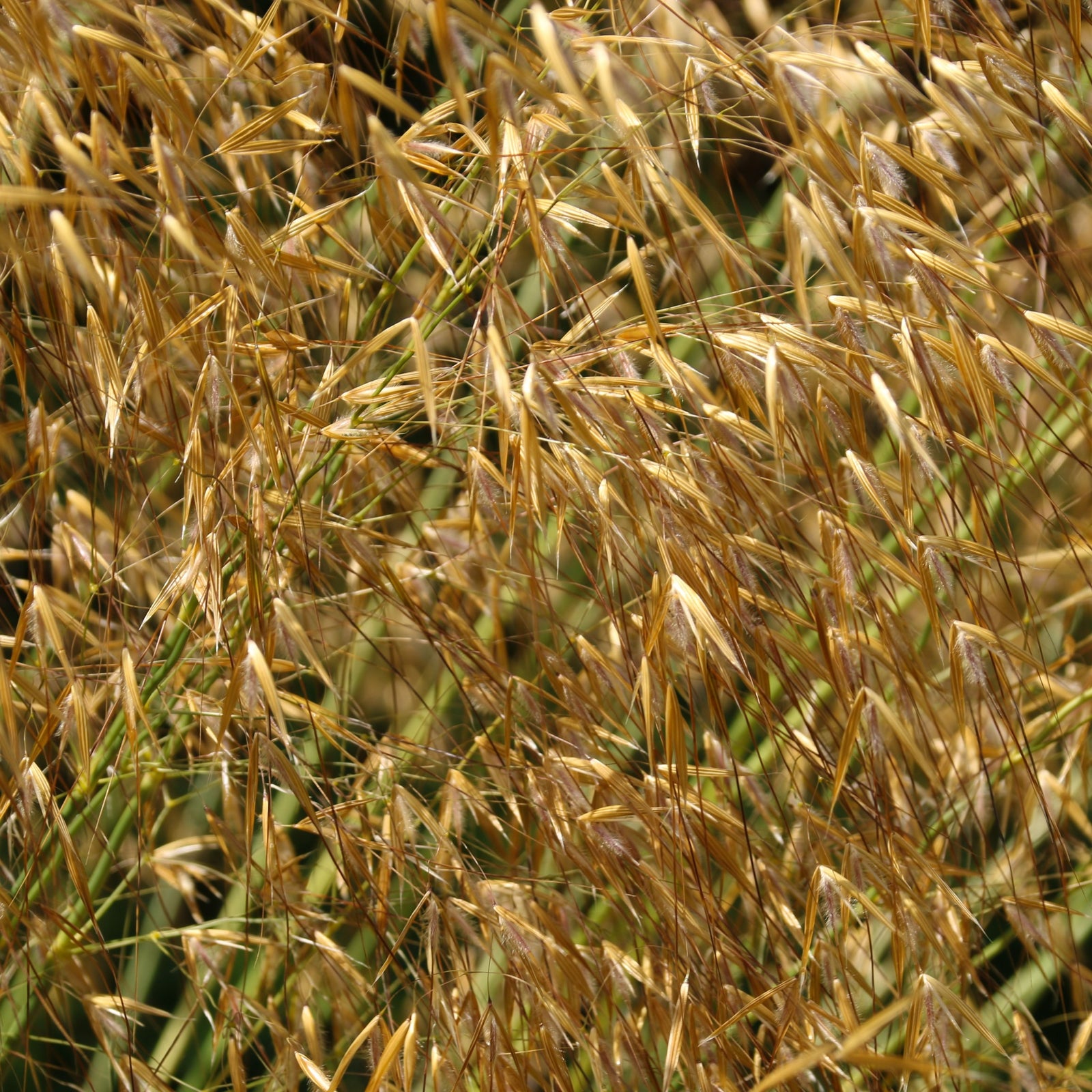 A large clump of Stipa gigantea (Golden Oats) 9cm / 3L, featuring slender green stems and golden seed heads, stands tall in an evergreen garden bordered by assorted plants and shrubs.