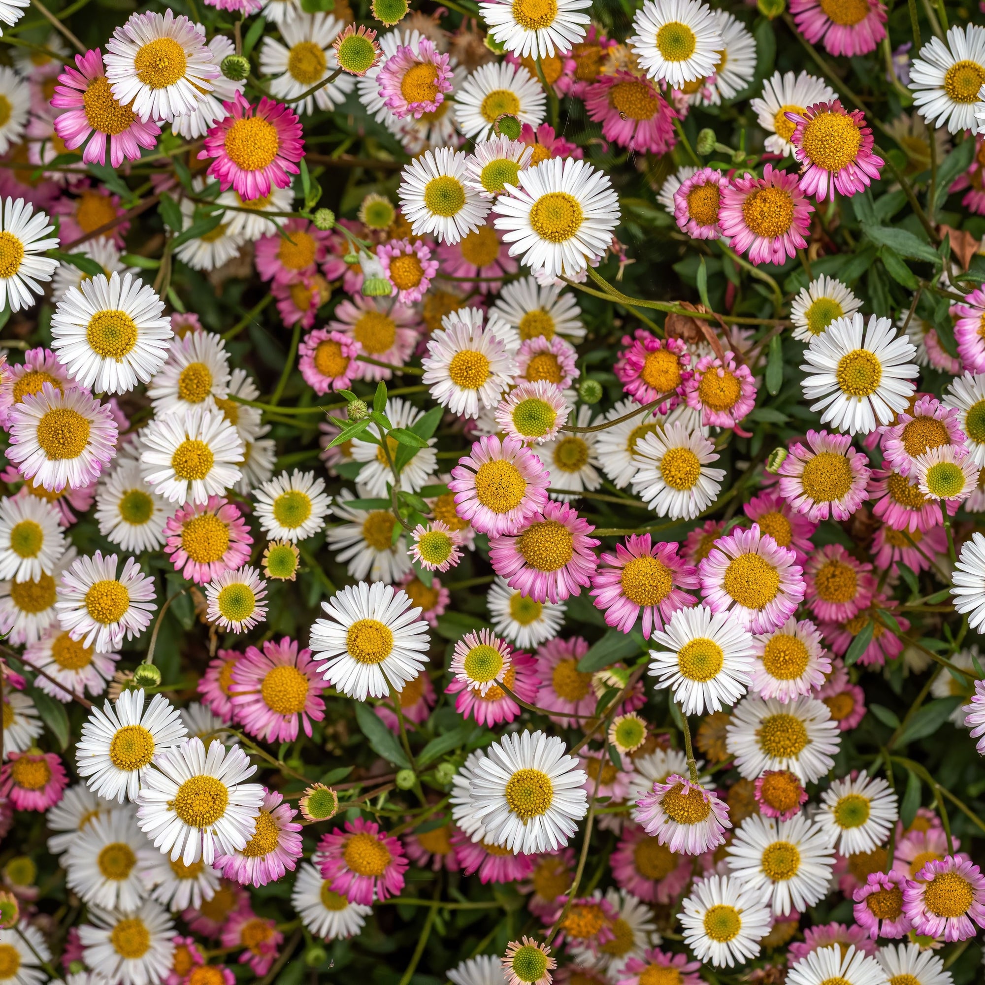 Erigeron karvinskianus Stallone 9cm