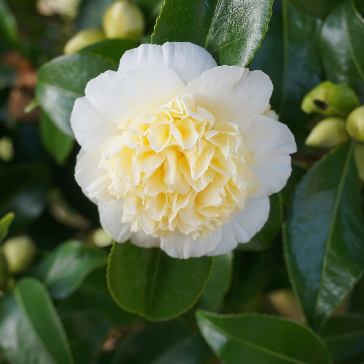 A close-up of Camellia japonica &#39;Nobilissima&#39; (9cm pot, 20-30cm tall) shows ruffled white and pale yellow petals with glossy green leaves—an exquisite pick for ornamental collectors seeking luxurious blooms.