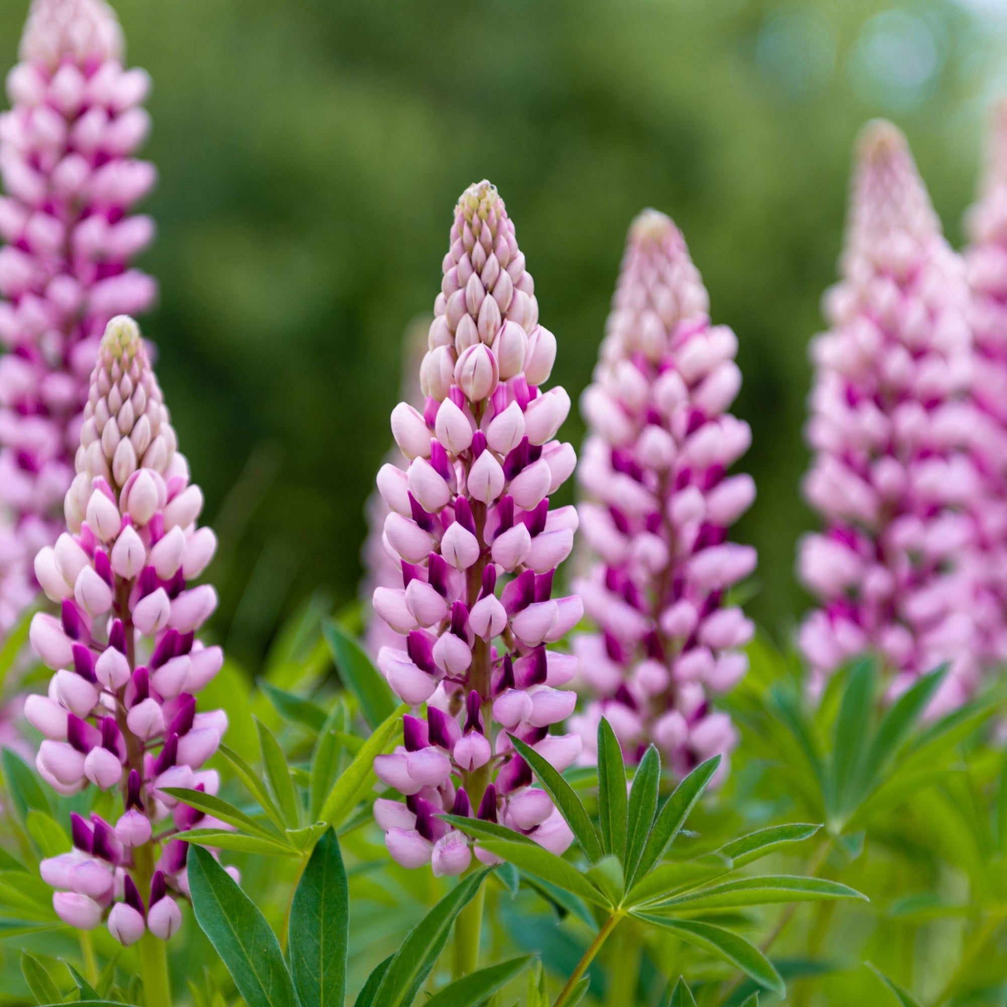 Lupin Legendary Rose/Pink Shades 3L