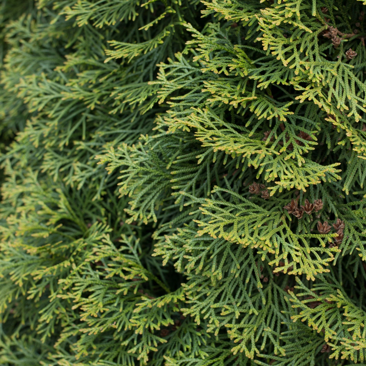 Close-up of lush, green foliage on Thuja plicata &#39;Can Can&#39; 9cm—a compact evergreen conifer with overlapping, scale-like leaves and small brown cones, perfect for creating a textured, low-maintenance hedge.