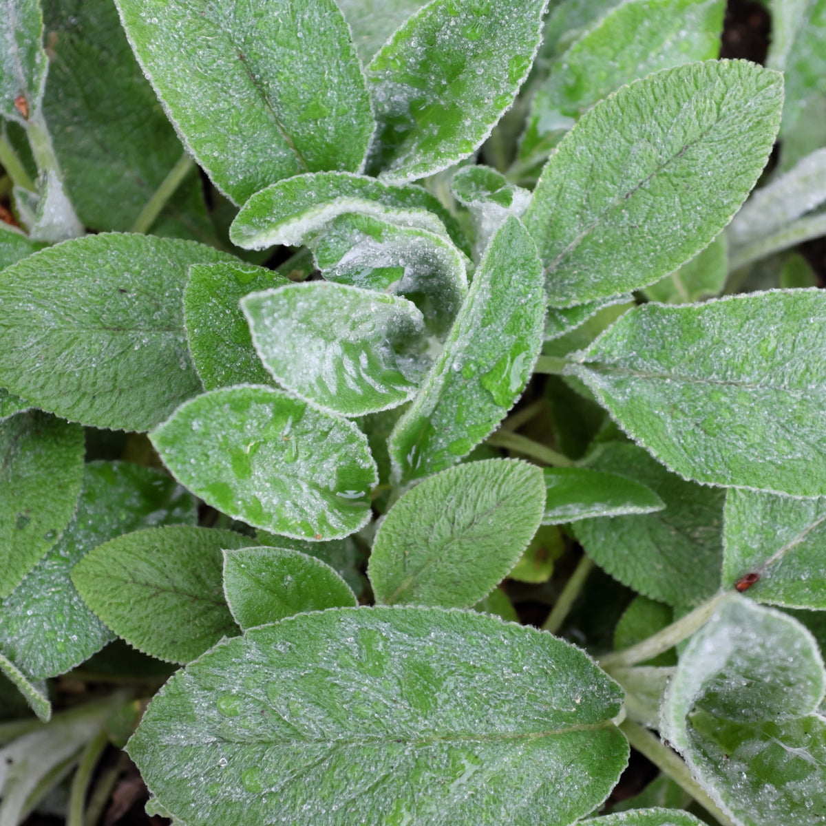 Close-up of Stachy Big Ear 9cm sage leaves, covered in dew or frost, showing their soft, fuzzy texture and detailed veining—an attractive, drought-tolerant perennial ideal for ground cover.