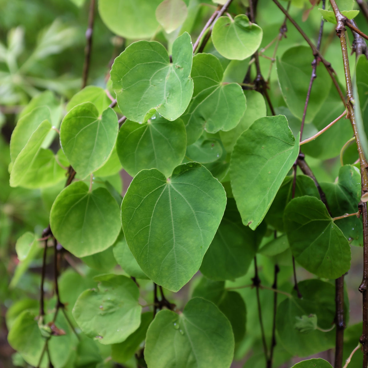 Cercidiphyllum japonicum Katsura 7.5L