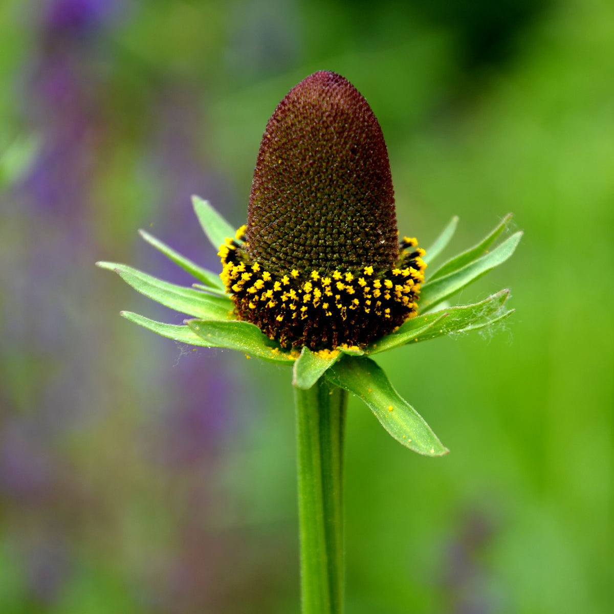 A close-up of Rudbeckia Green Wizard (9cm), a hardy perennial with green stems and tall, dark brown cone-shaped centers surrounded by tiny yellow pollen clusters, set against a softly blurred green background.