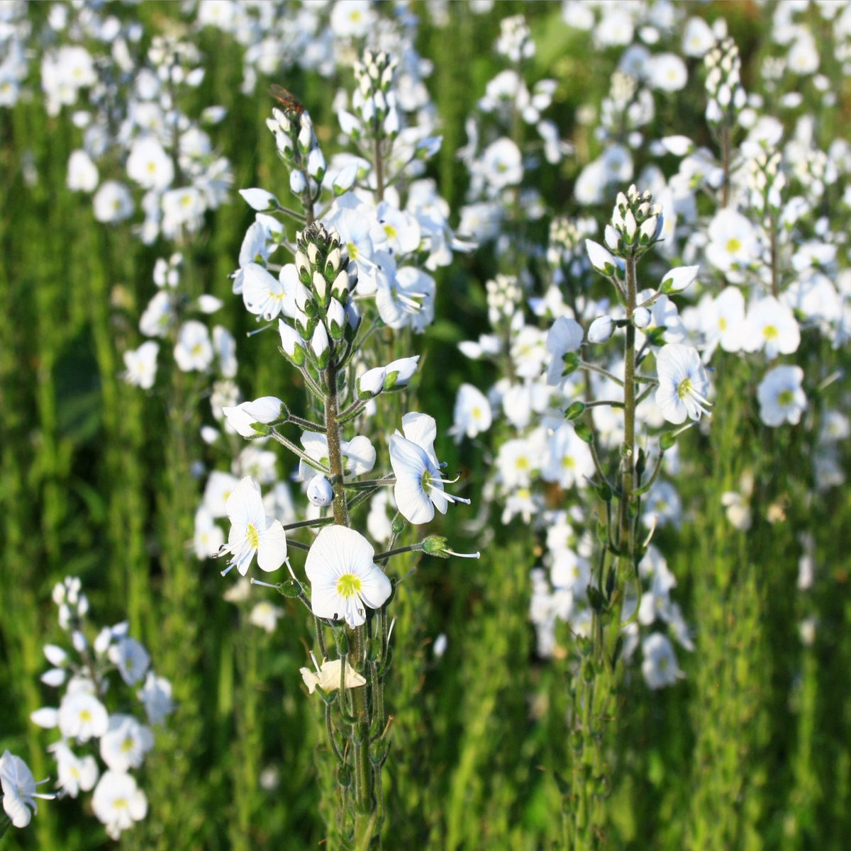 A close-up of tall green stems with delicate white Veronica gentianoides blooms, available in a 9cm pot, in a sunlit garden among other early-flowering perennials and flowering stalks in the background.