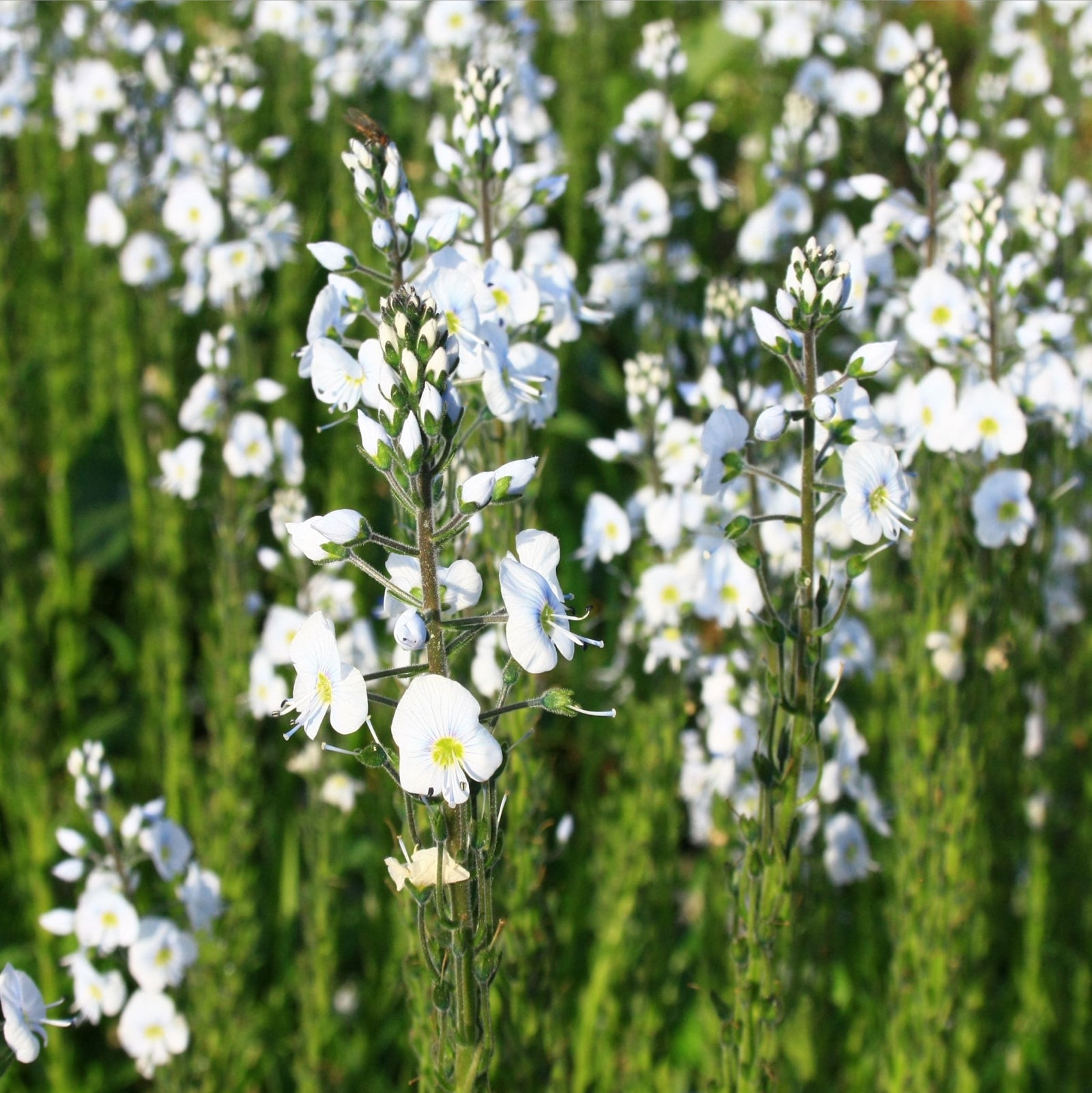 Clusters of delicate white blooms with yellow centers and fine purple veins grace tall green stems of Veronica gentianoides, offered in a 9cm pot—an early-flowering perennial ideal for adding elegance to lush green foliage displays.