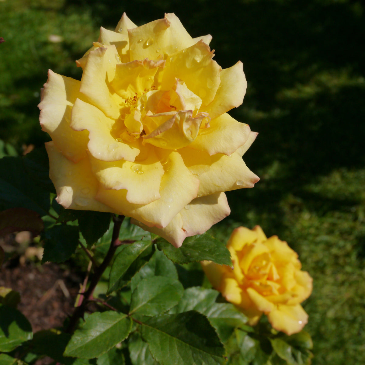 A close-up of two &quot;Especially for you&quot; Hybrid Tea Roses in a 4L pot, with large yellow blooms and green leaves, set against grass. The larger rose is in focus, highlighting its delicate petals and water droplets. Pre-order for December 2025.