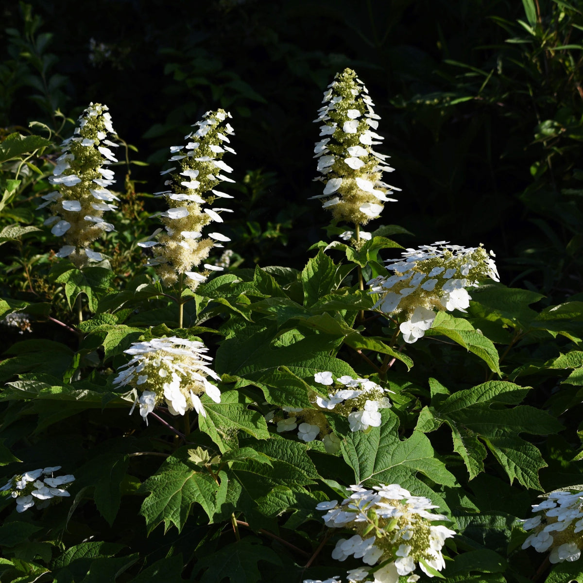 Hydrangea quercifolia &#39;Snow Flake&#39; (Oak Leaf Hydrangea) - 2.5L