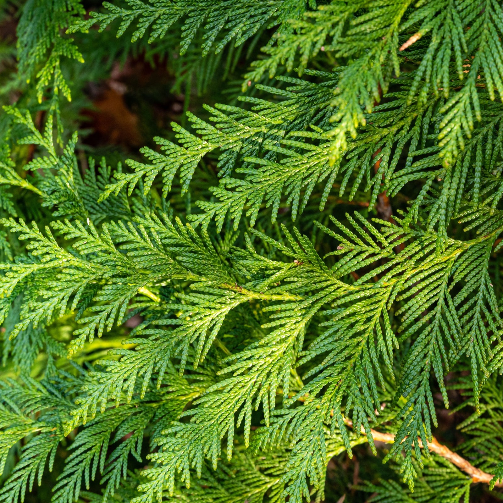 Close-up of vibrant Thuja plicata 'Can Can' 9cm branches with dense, scale-like leaves. This compact evergreen conifer features lush green foliage—ideal for a low-maintenance hedge.