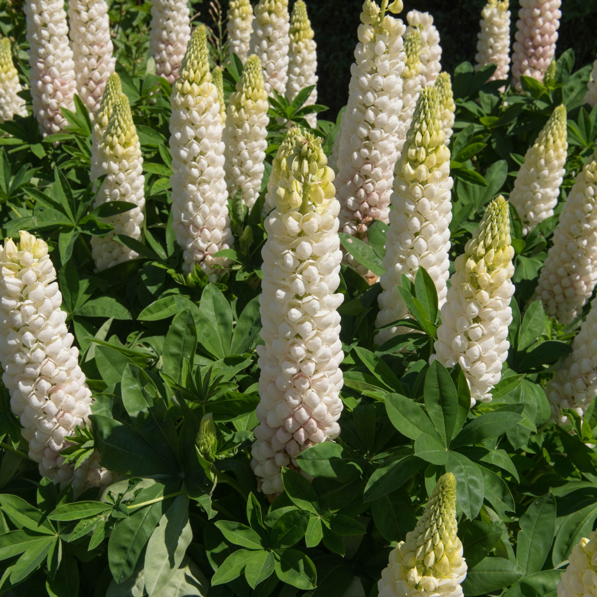 Tall, cone-shaped white blooms with pale green tips of Lupin White Shades 3L rise above palmate green foliage, creating a striking display in a perennial garden setting.