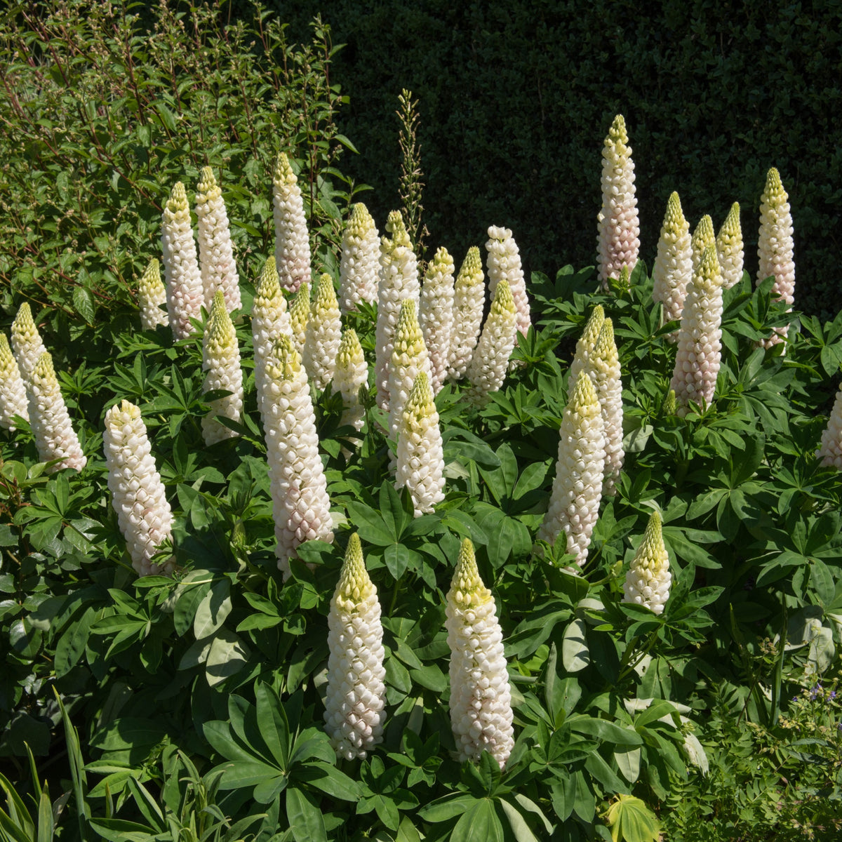 Lupin &#39;Noble Maiden&#39; 9cm