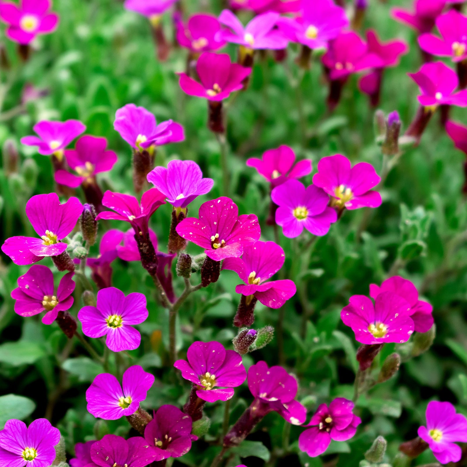 Aubretia hybrida axcent Burgundy 9cm Pot