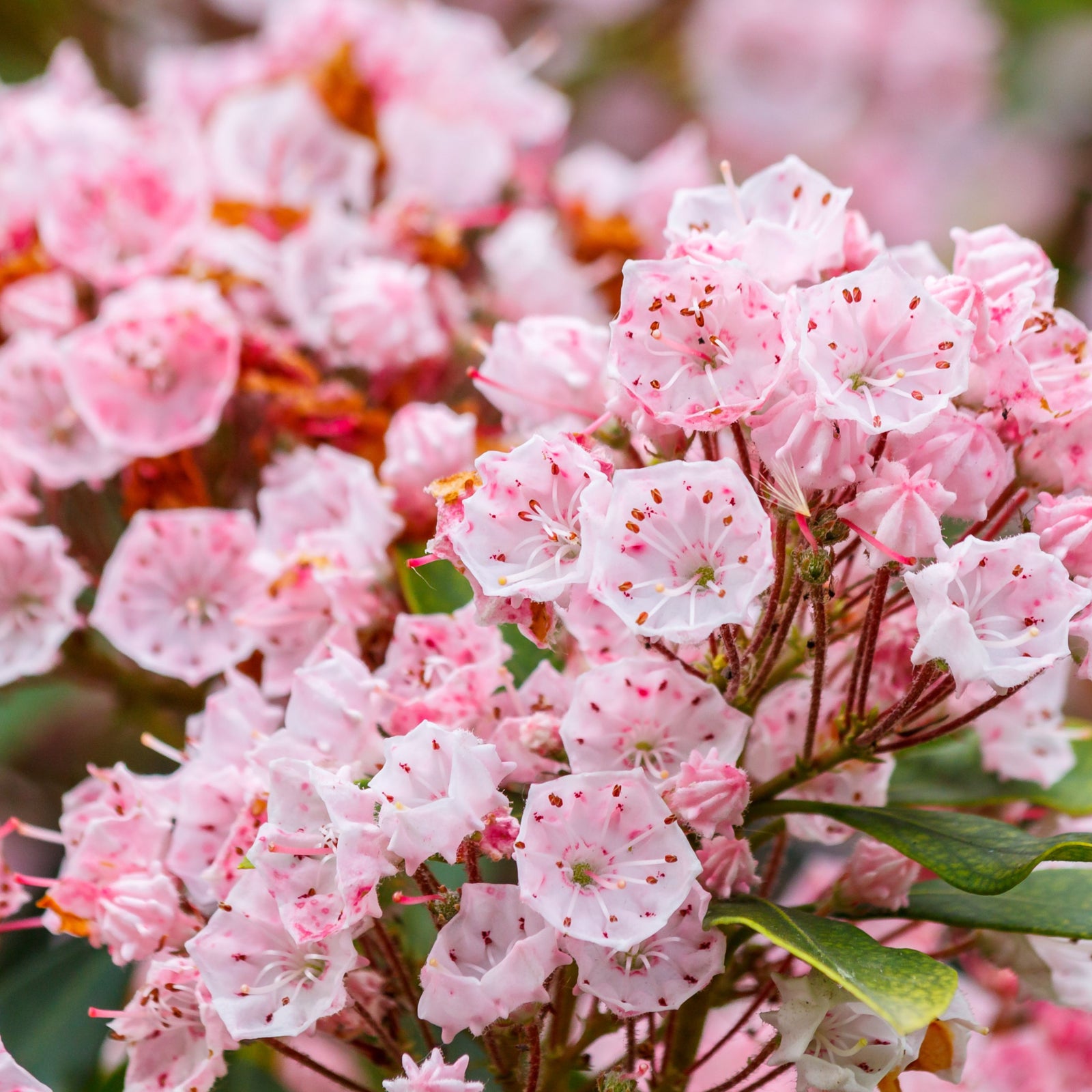 A smiling man with short brown hair and a beard holds a potted Kalmia latifolia 'Tiddlywinks' 3L beside a wooden fence. The plant label shows pink blossoms and promotes flowering plants for your small garden.