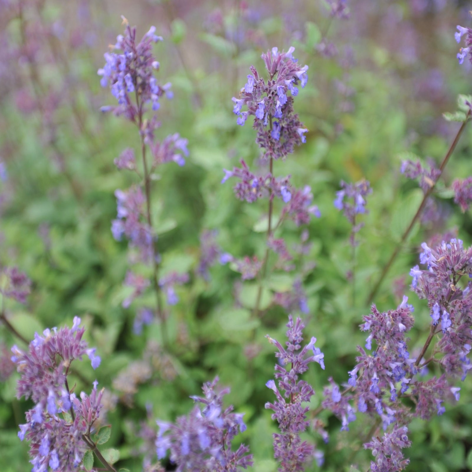 Nepeta x faassenii Blue Wonder