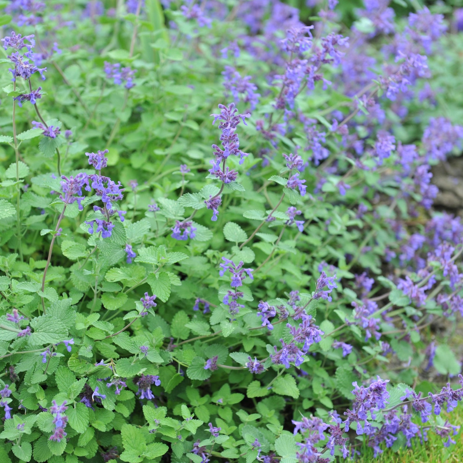Nepeta mussinii 9cm Pot