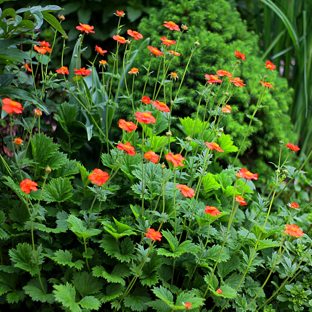Geum Borisii 9cm is a hardy perennial with tall stems topped by vivid orange-red flowers above dense green foliage, creating a striking contrast in your garden.