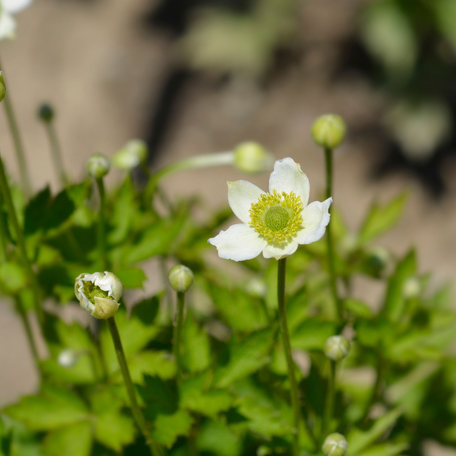 A close-up of Anemone multifida White 9cm, a perennial in bloom with green leaves and unopened buds, set against a blurred background—an ideal choice for any woodland garden.