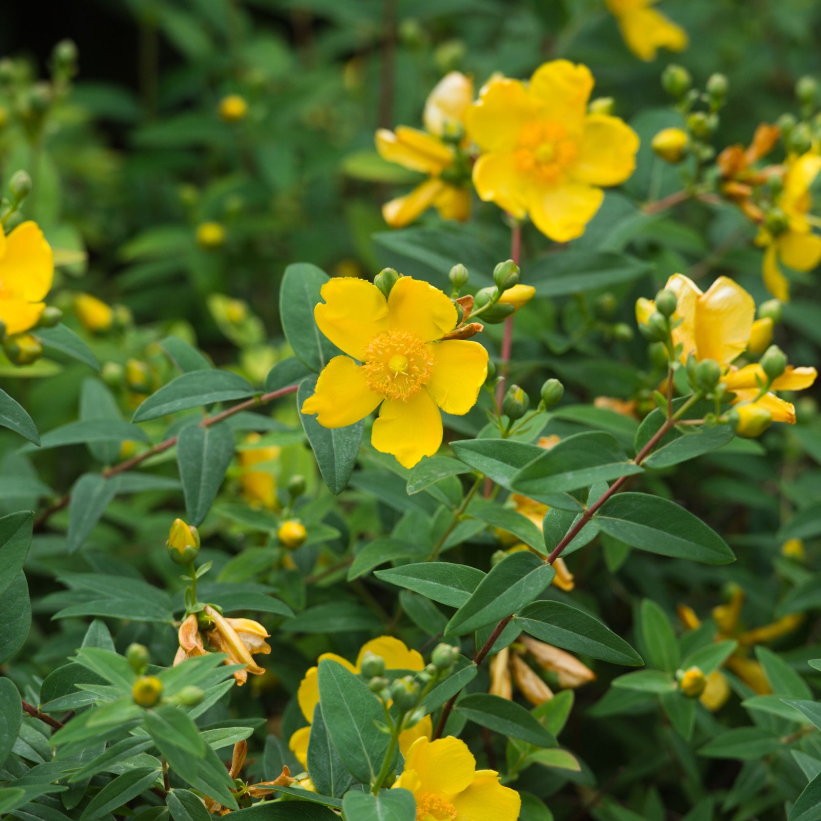 Hypericum 'Magical Sunshine' 2L features bright yellow, five-petaled flowers with prominent stamens that bloom among green leaves and buds, creating a vibrant display on this compact shrub.