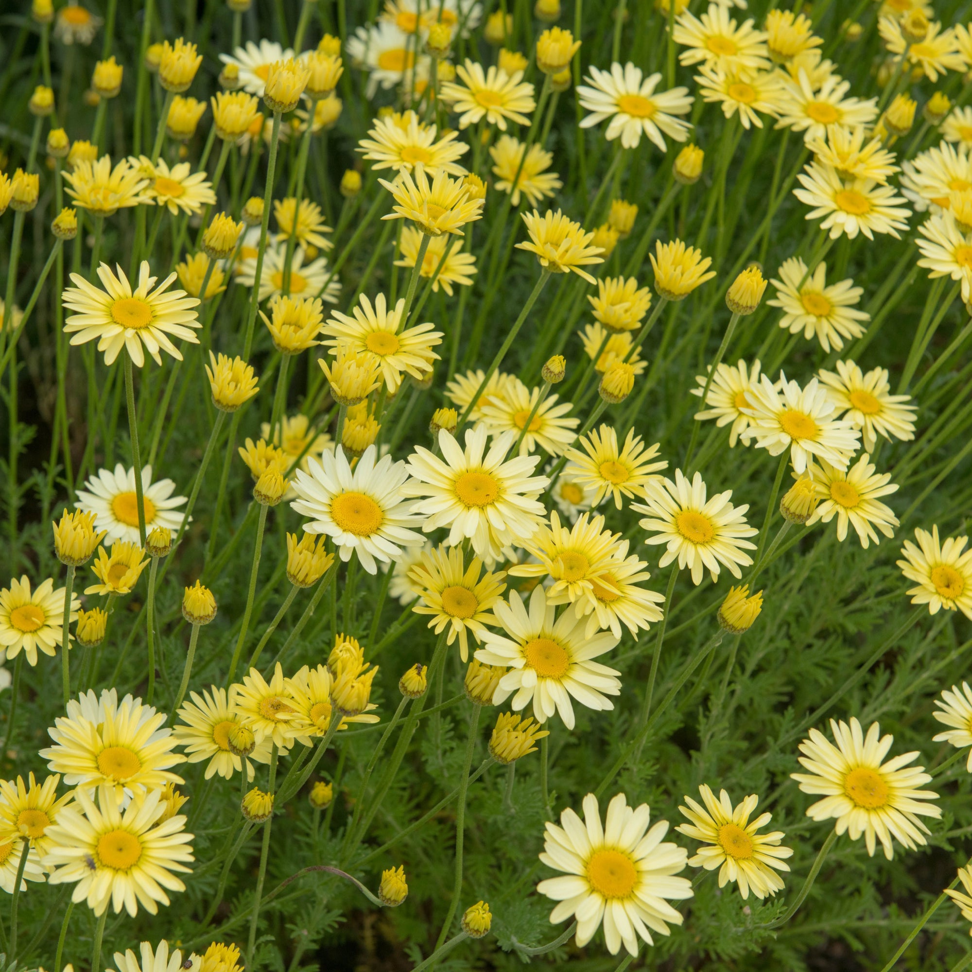 Anthemis tinctoria E C Buxton 9cm