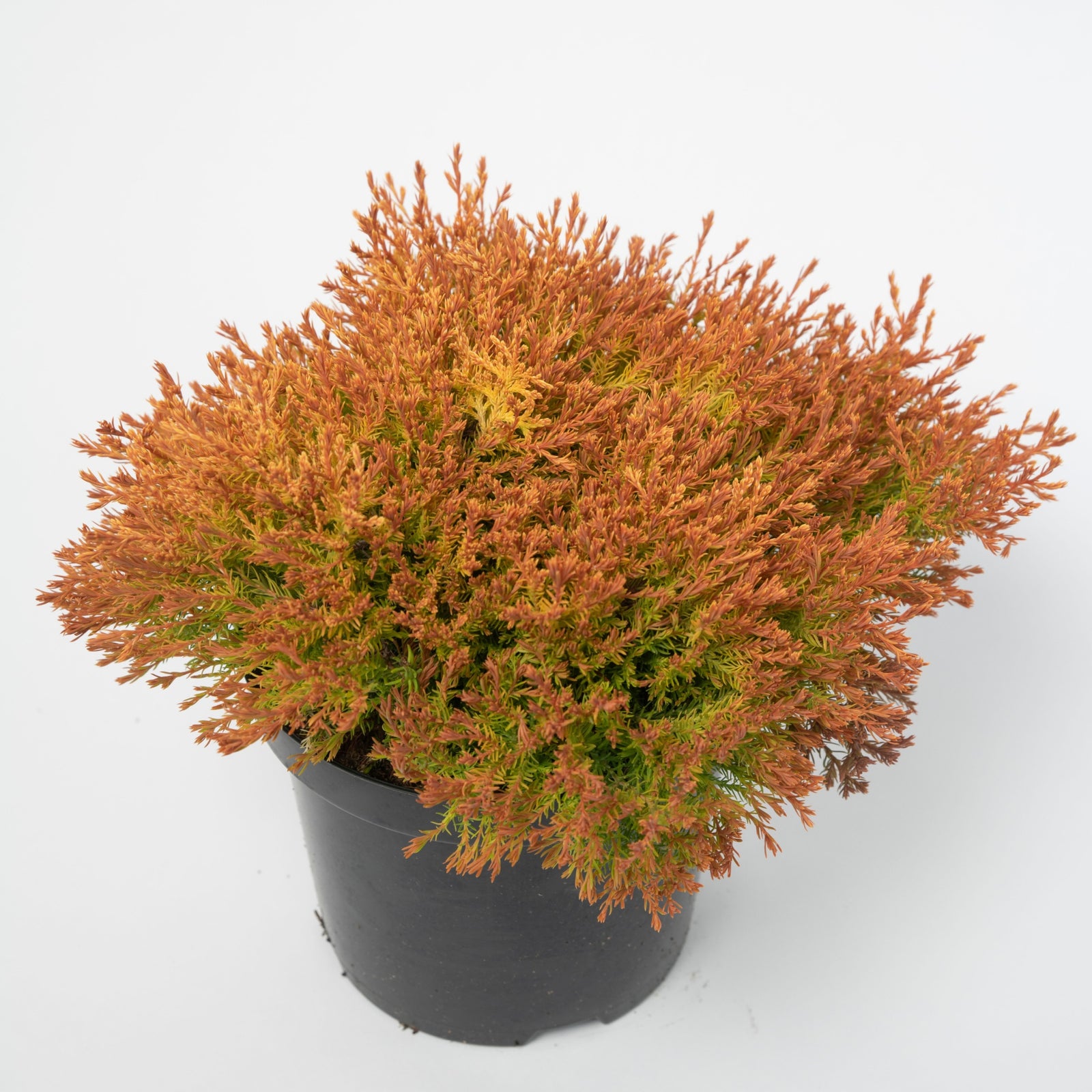 A Thuja occidentalis 'Fire Chief' 9cm potted dwarf evergreen shrub with dense, feathery orange and green foliage, displayed against a plain white background.