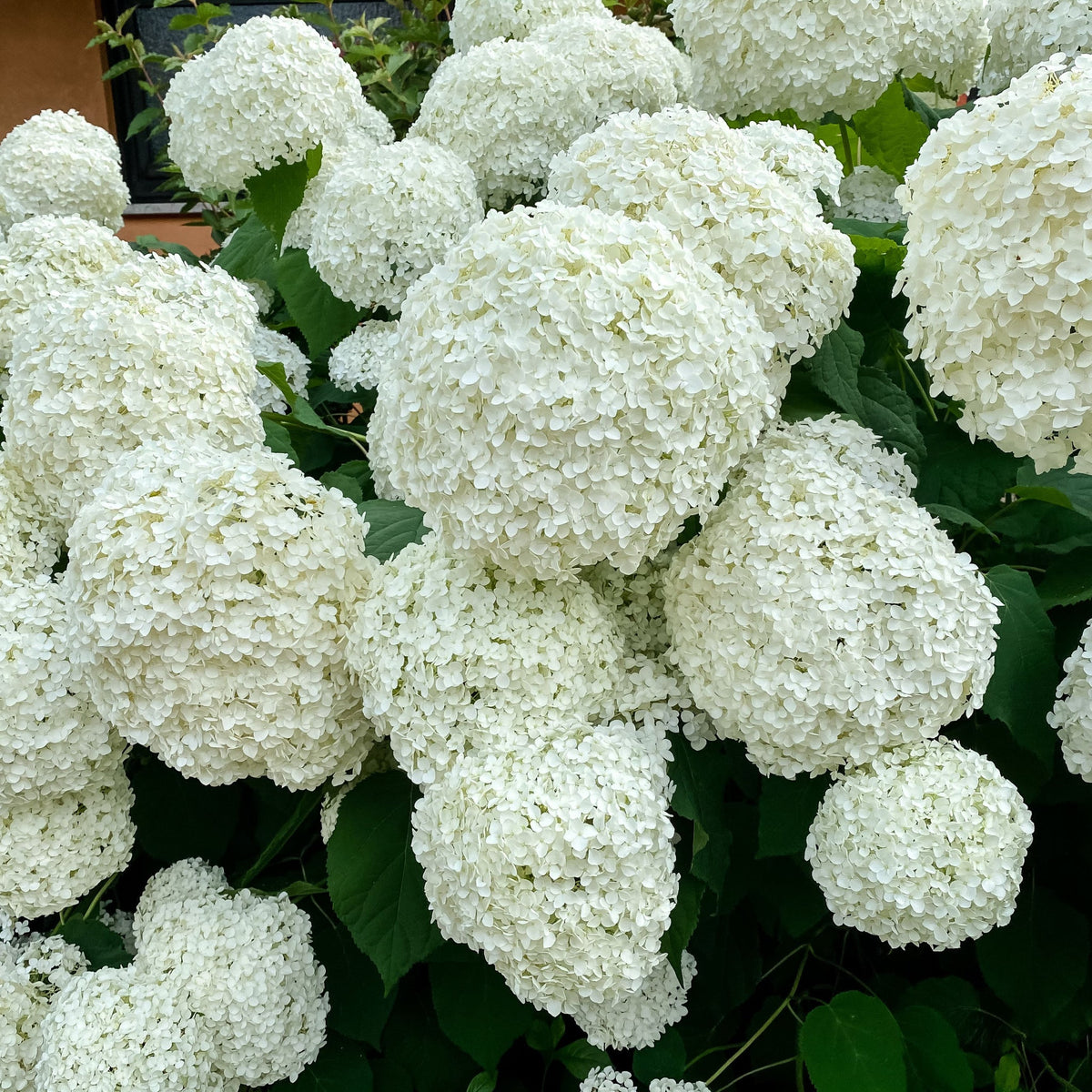 Hydrangea arborescens &#39;Incrediball&#39; / &#39;Strong Annabelle&#39; 3L / 5L / 7.5L / 10L / 20L