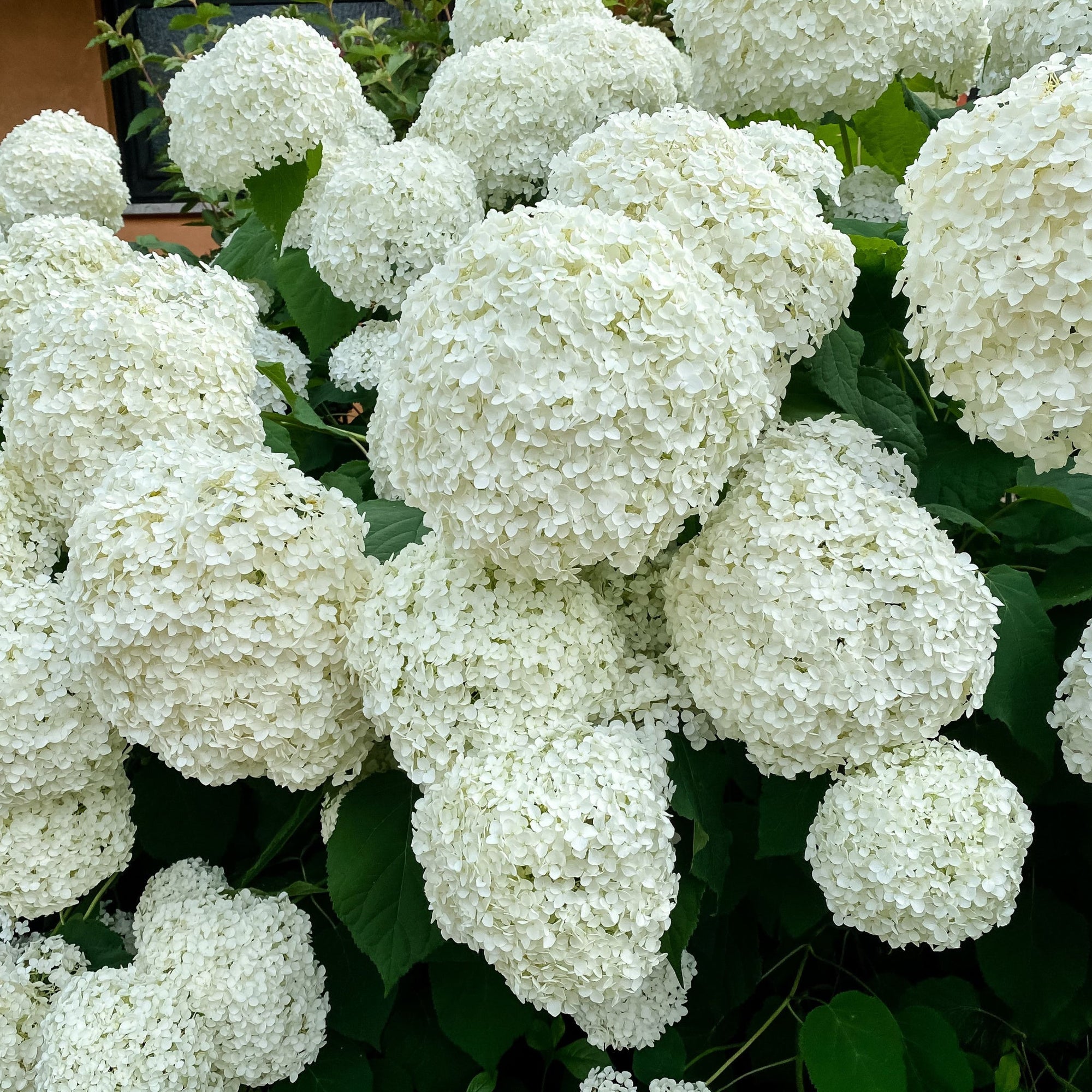 Hydrangea arborescens 'Incrediball' / 'Strong Annabelle' 3L