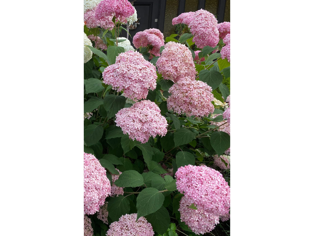 Hydrangea arborescens &#39;Strong Annabelle Pink&#39; 3L displays clusters of large pink blooms among green leaves, with a building and a dark door visible in the background.