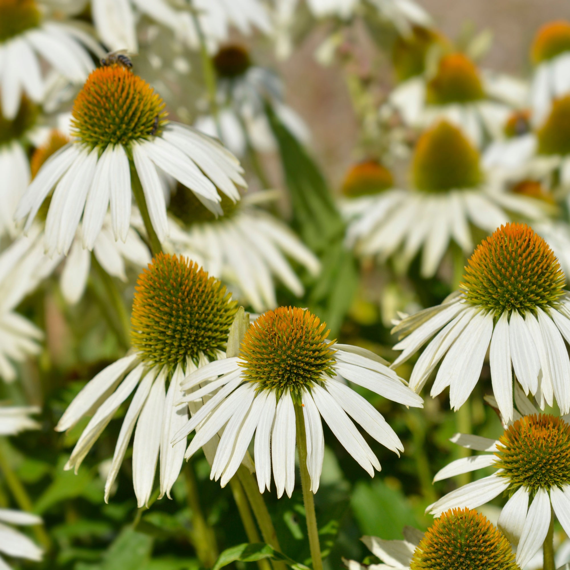 Echinacea purpurea Prairie Splendour White 9cm