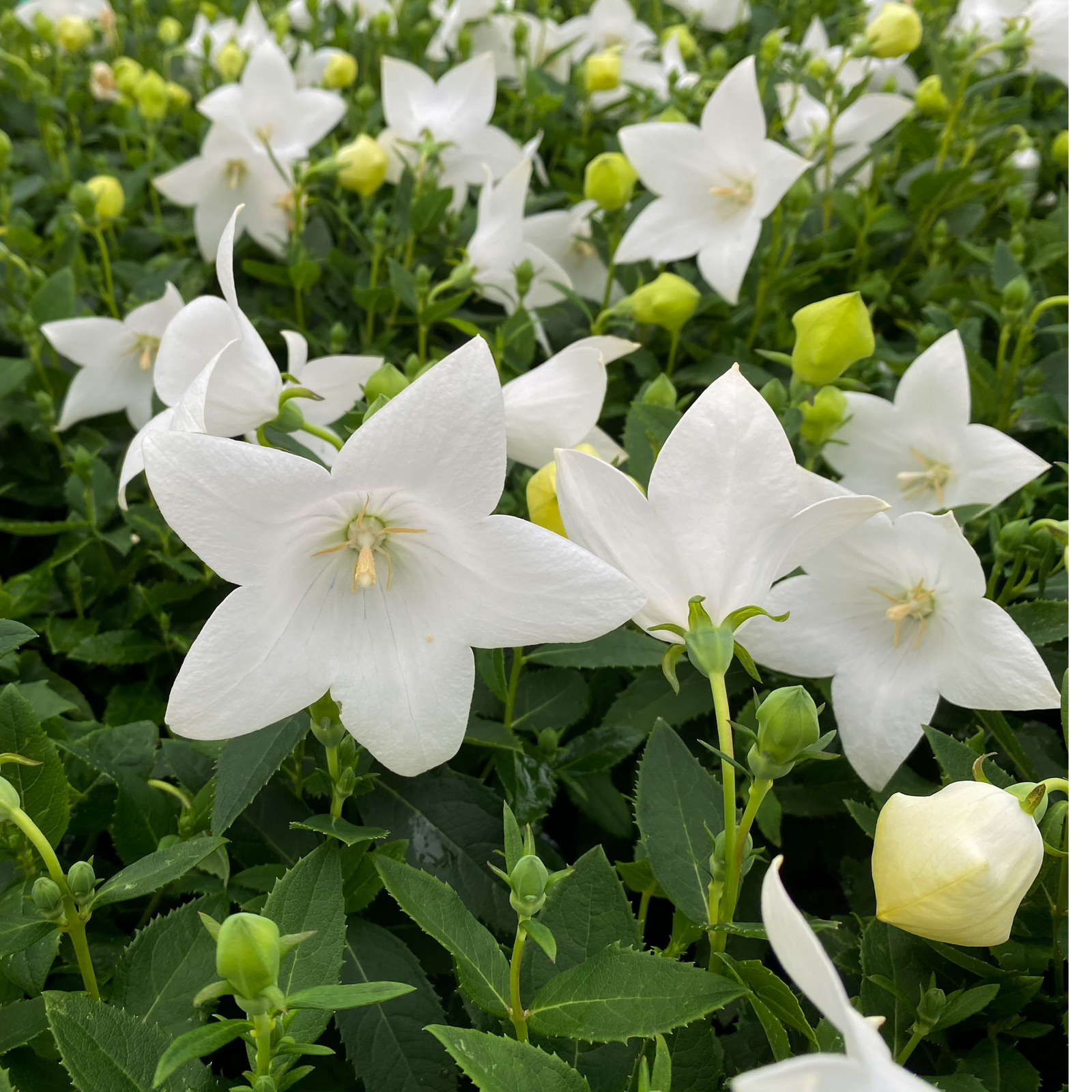 Close-up of Platycodon White 9cm, a hardy perennial, blooming among lush green leaves with several unopened yellowish buds in the background.