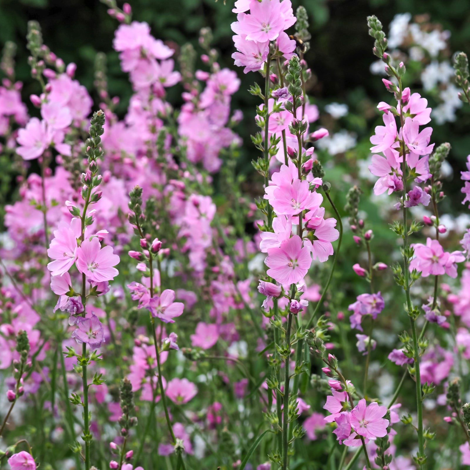 Sidalcea 'Little Princess' 2L features tall, slender stems covered in dense pink blooms amid green foliage, adding vibrant and natural perennial color to your garden.